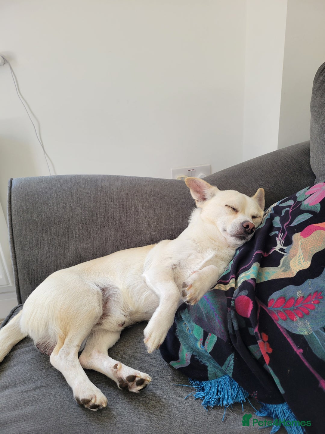 Mixed Breed dogs for sale: 2 dogs for rehoming  - Image 3