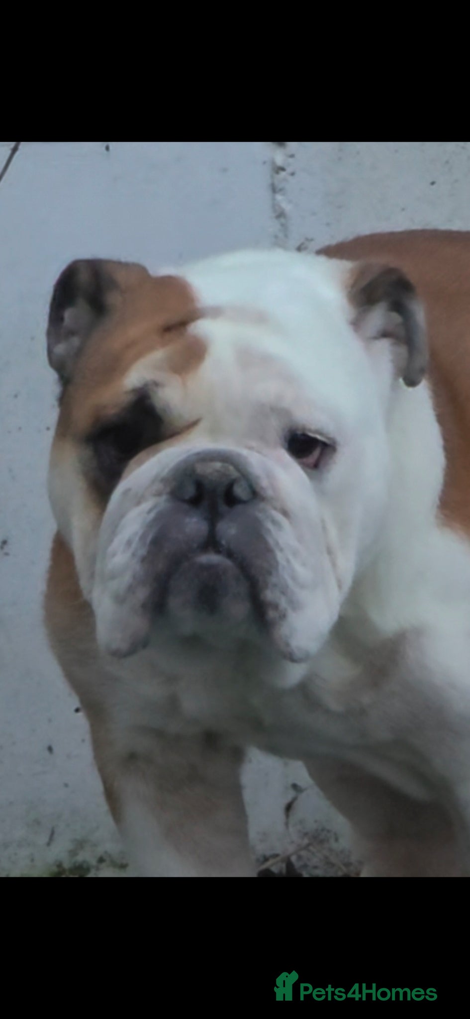 English Bulldog dogs For sale is my 2 year old Bulldog female - Advert 1