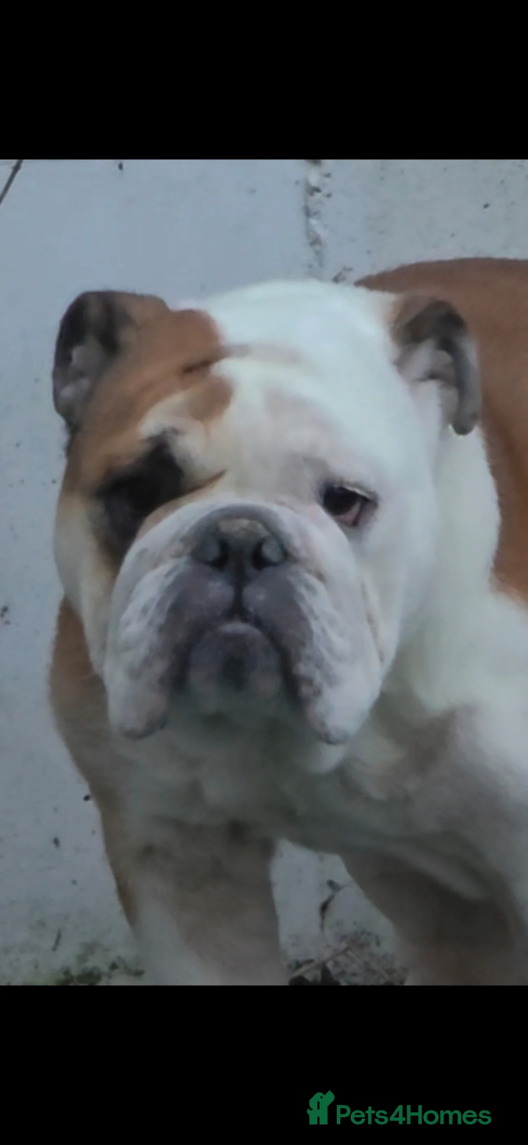 English Bulldog dogs for sale: For sale is my 2 year old Bulldog female - Advert 1