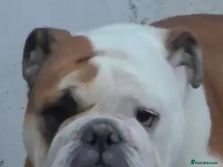 English Bulldog dogs For sale is my 2 year old Bulldog female - Advert 1