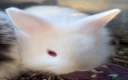 Lionhead rabbits for sale: 5 stunning lionhead baby rabbits  - Image 3