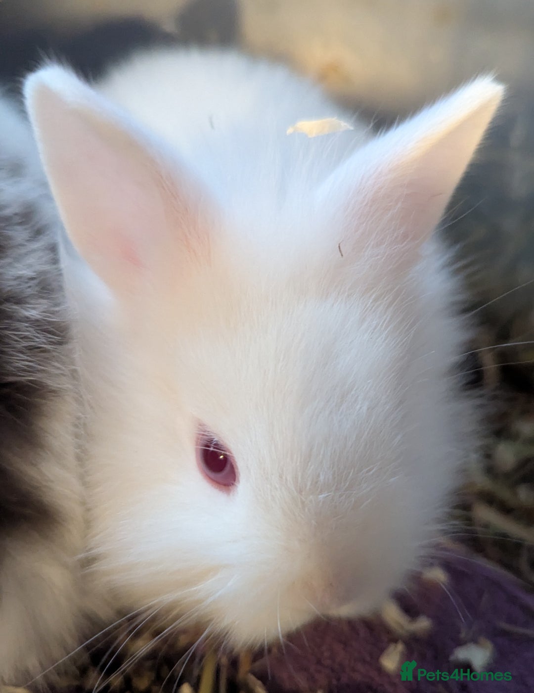 Lionhead rabbits for sale: 5 stunning lionhead baby rabbits  - Image 3