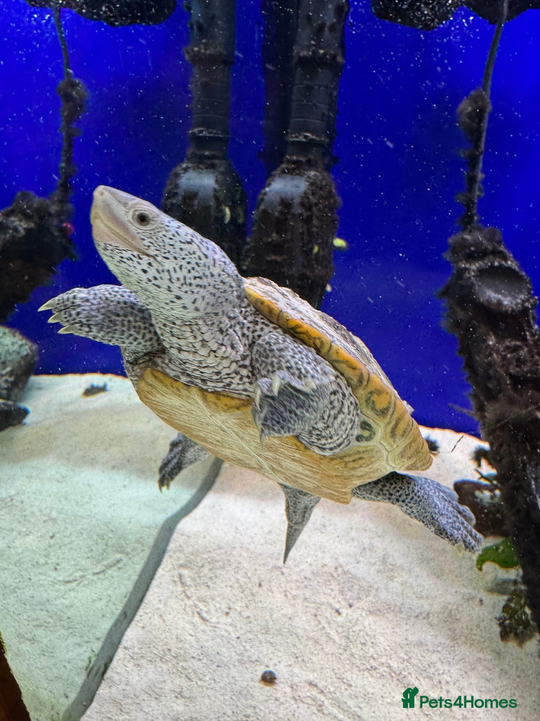 Terrapin reptiles for sale: 2 diamond back terrapins  - Image 2