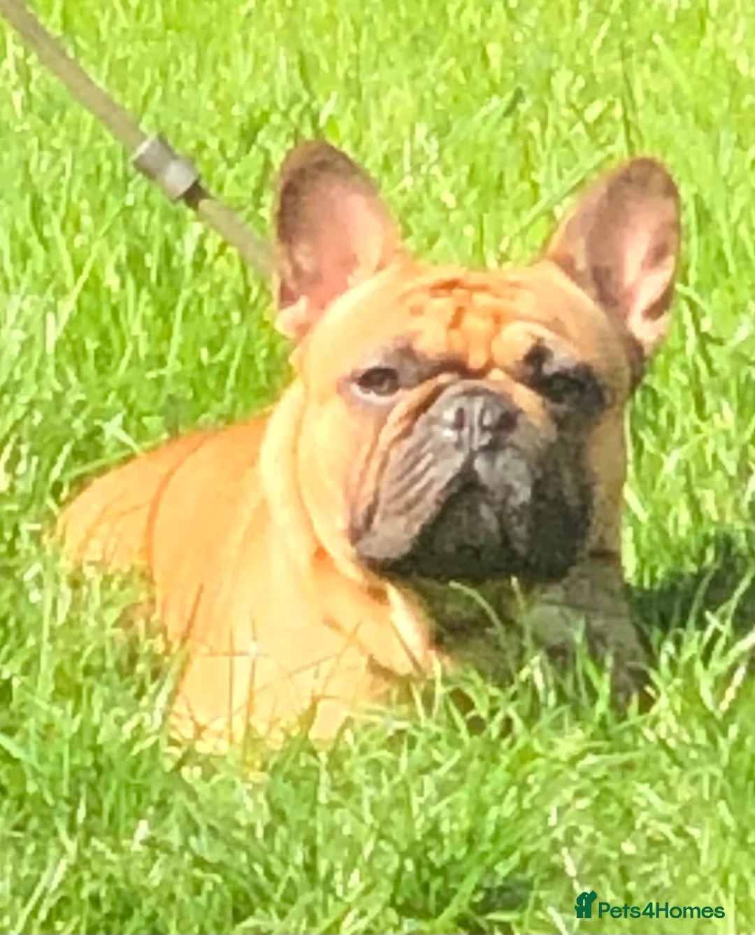 French Bulldog dogs for stud: Red fawn Dicar sired silver health tested in Edinburgh - Advert 12