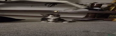 Domestic Shorthair 2