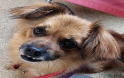Mixed Breed dogs for adoption: Lottie seeks forever home  - Image 1