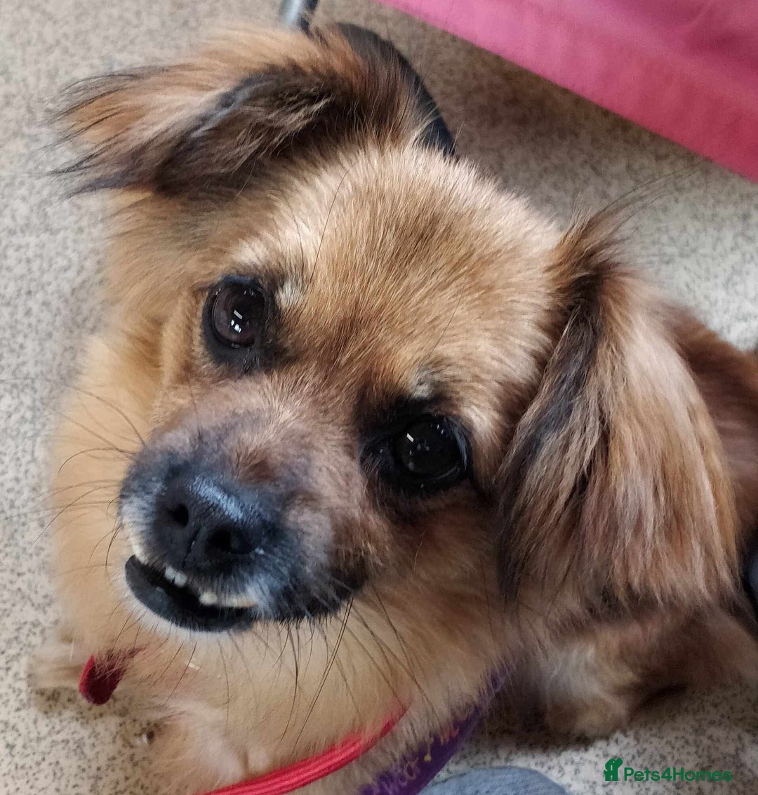 Mixed Breed dogs for adoption: Lottie seeks forever home  - Image 1