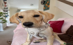 Goldador dogs for sale: Goldador - Image 1