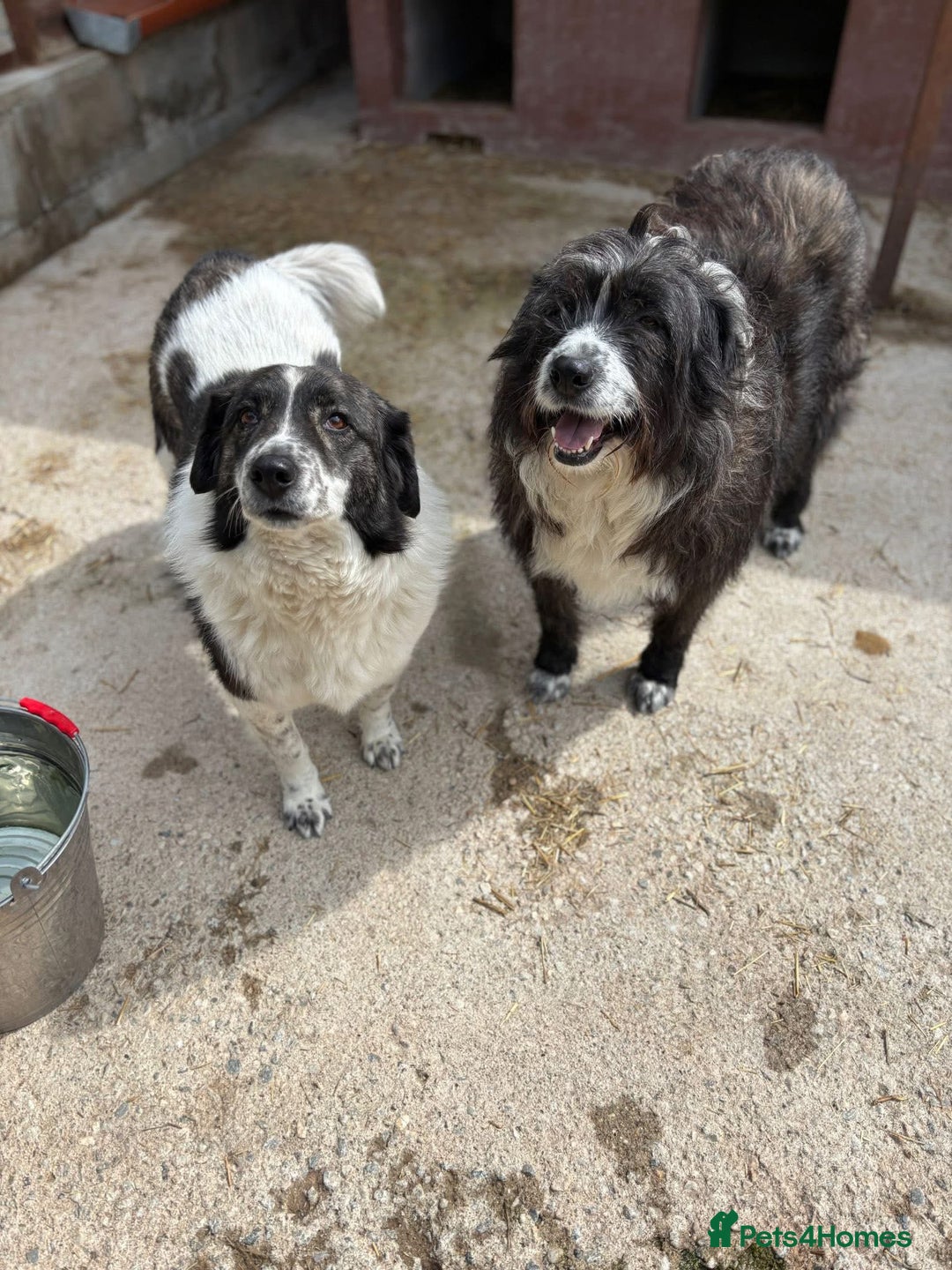 Mixed Breed dogs for adoption: Xin and Yedda - Bonded Pair desperate for a home! - Advert 2