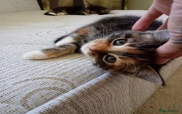Mixed Breed cats for sale: Beautiful mixed Maine Coon kittens  - Image 8