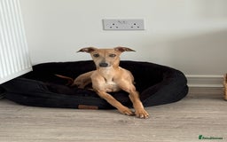 Italian Greyhound dogs for sale: Italian greyhound male  - Image 1