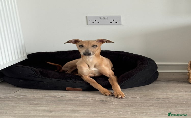 Italian Greyhound dogs - Advert 1
