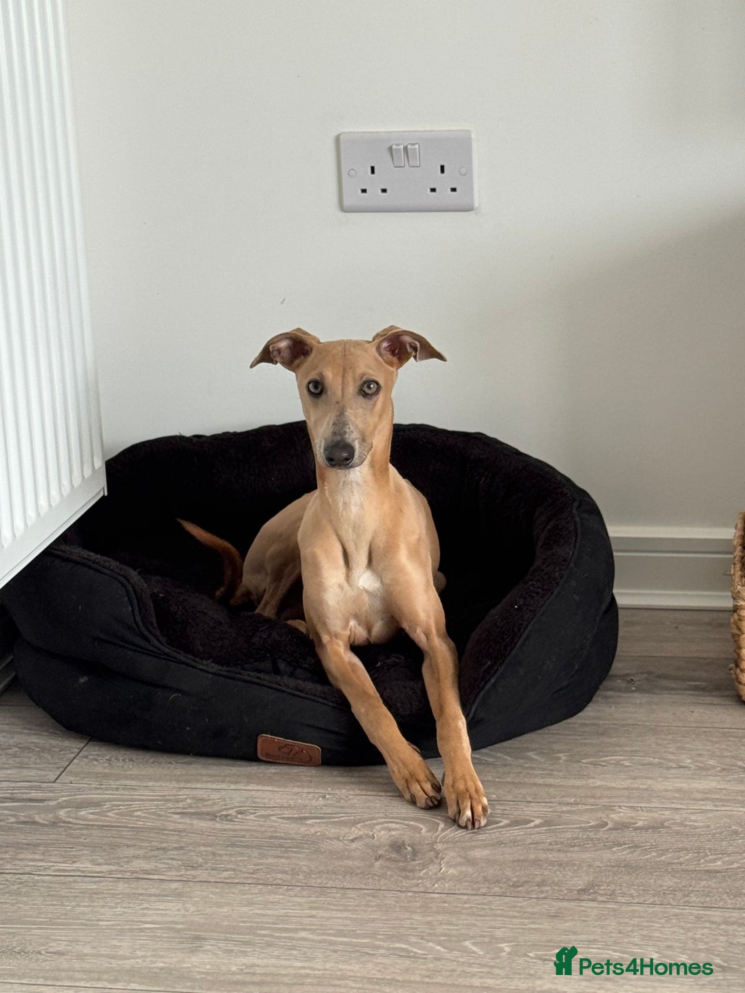Italian Greyhound dogs for sale: Italian greyhound male  - Image 1