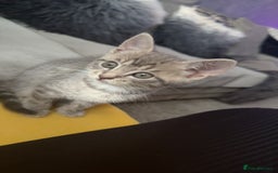 Mixed Breed cats for sale: Stunning kittens available now  - Image 31