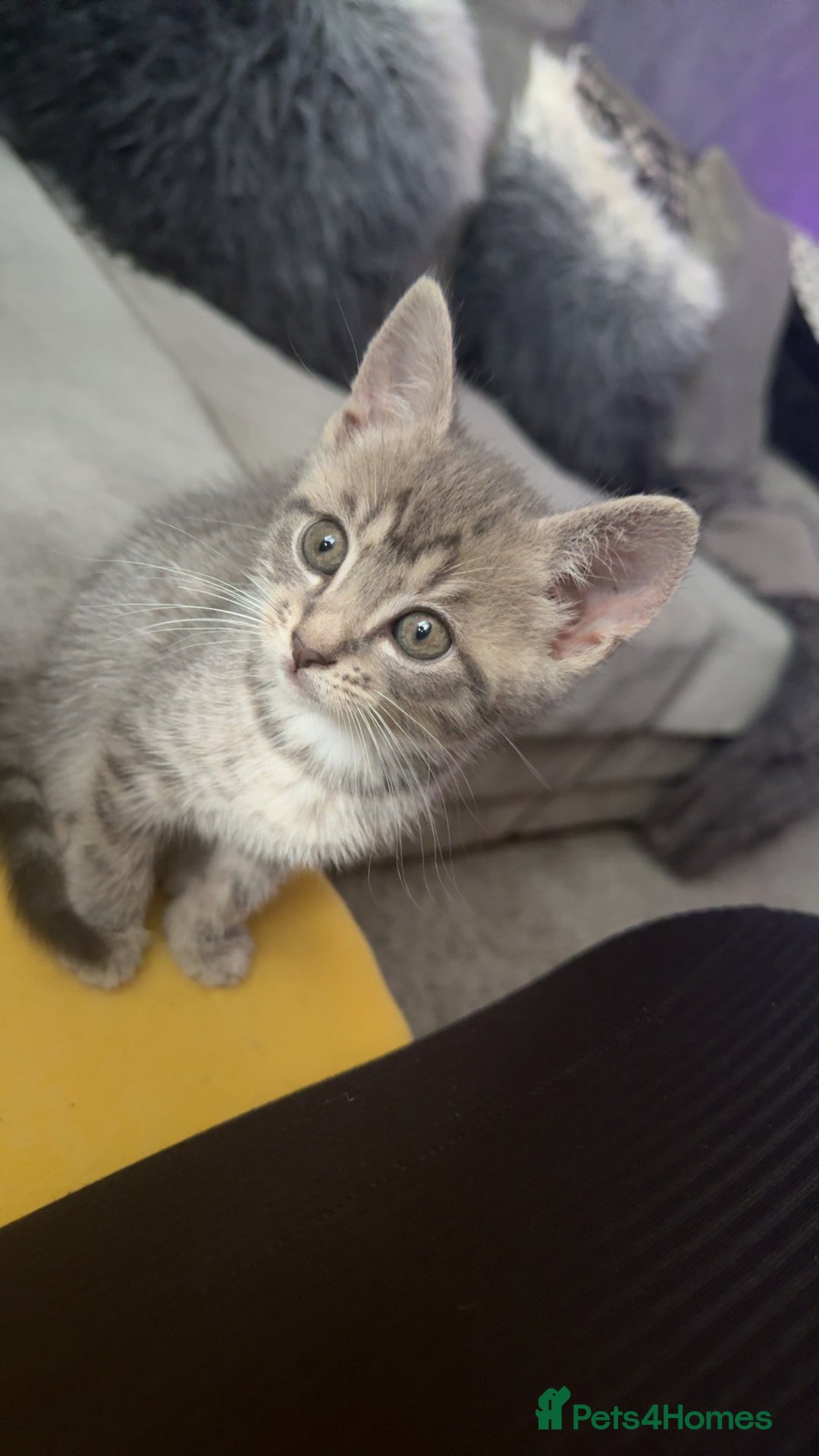 Mixed Breed cats for sale: Stunning kittens available now  - Image 31