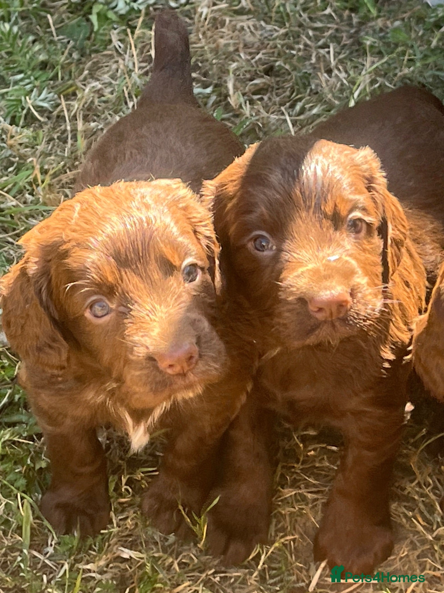 Cocker Spaniel dogs Gorgeous Bundle of Working Cockerspaniels🐾💗 - Advert 7