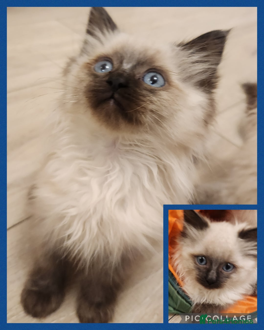 Ragdoll cats for sale: Ready now x - Advert 2