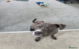 Staffordshire Bull Terrier dogs for sale: Staffy/pocket bully - Image 2
