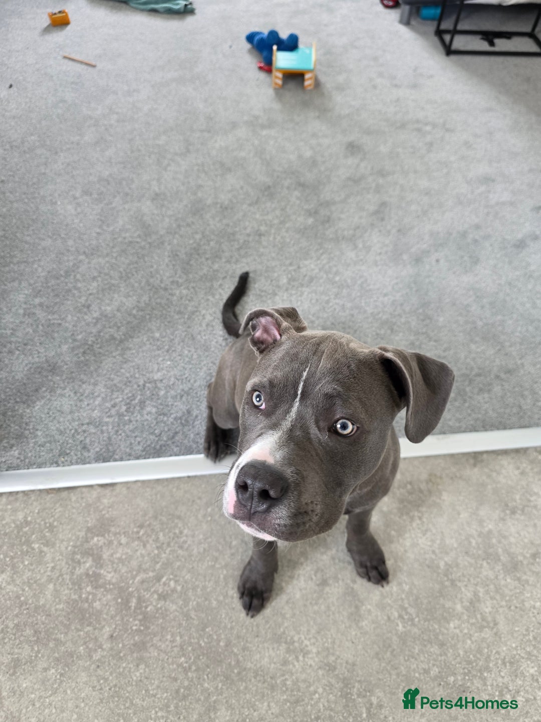 Staffordshire Bull Terrier dogs for sale: Staffy/pocket bully - Image 2