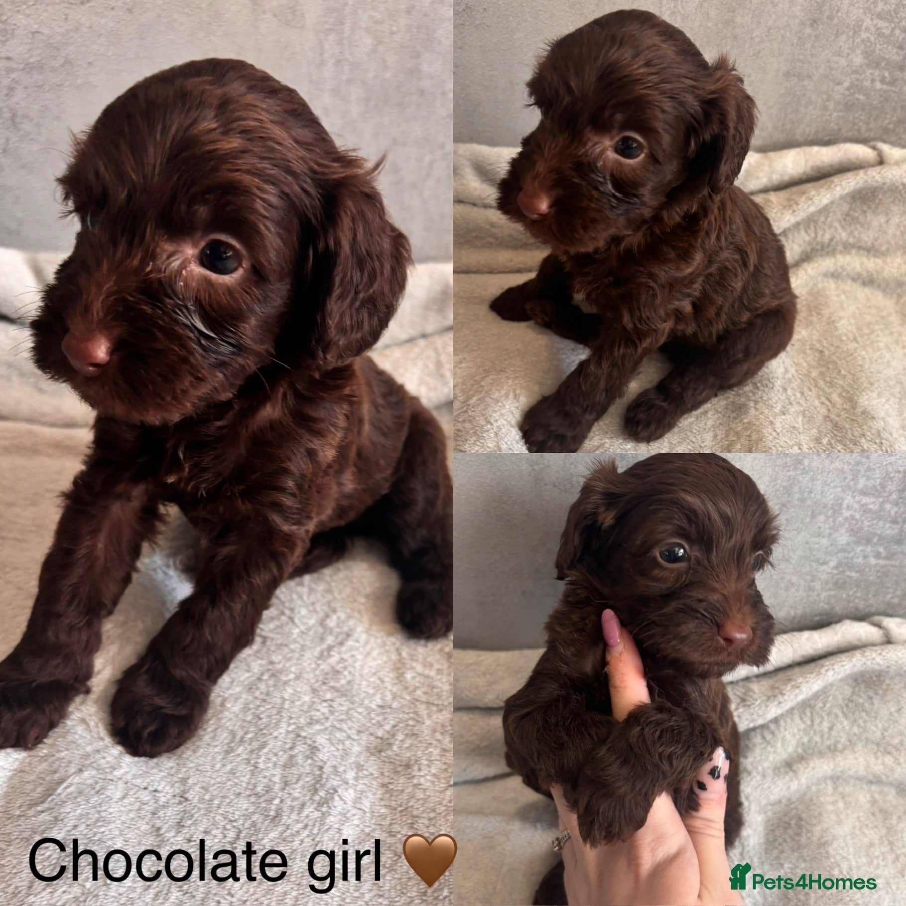 Cockapoo dogs beautiful miniature cockapoo puppies for sale - Advert 2