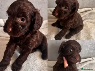 Cockapoo dogs beautiful miniature cockapoo puppies for sale - Advert 12