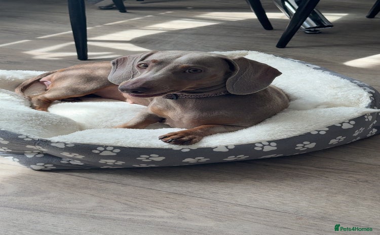 Miniature Dachshund dogs - Advert 16