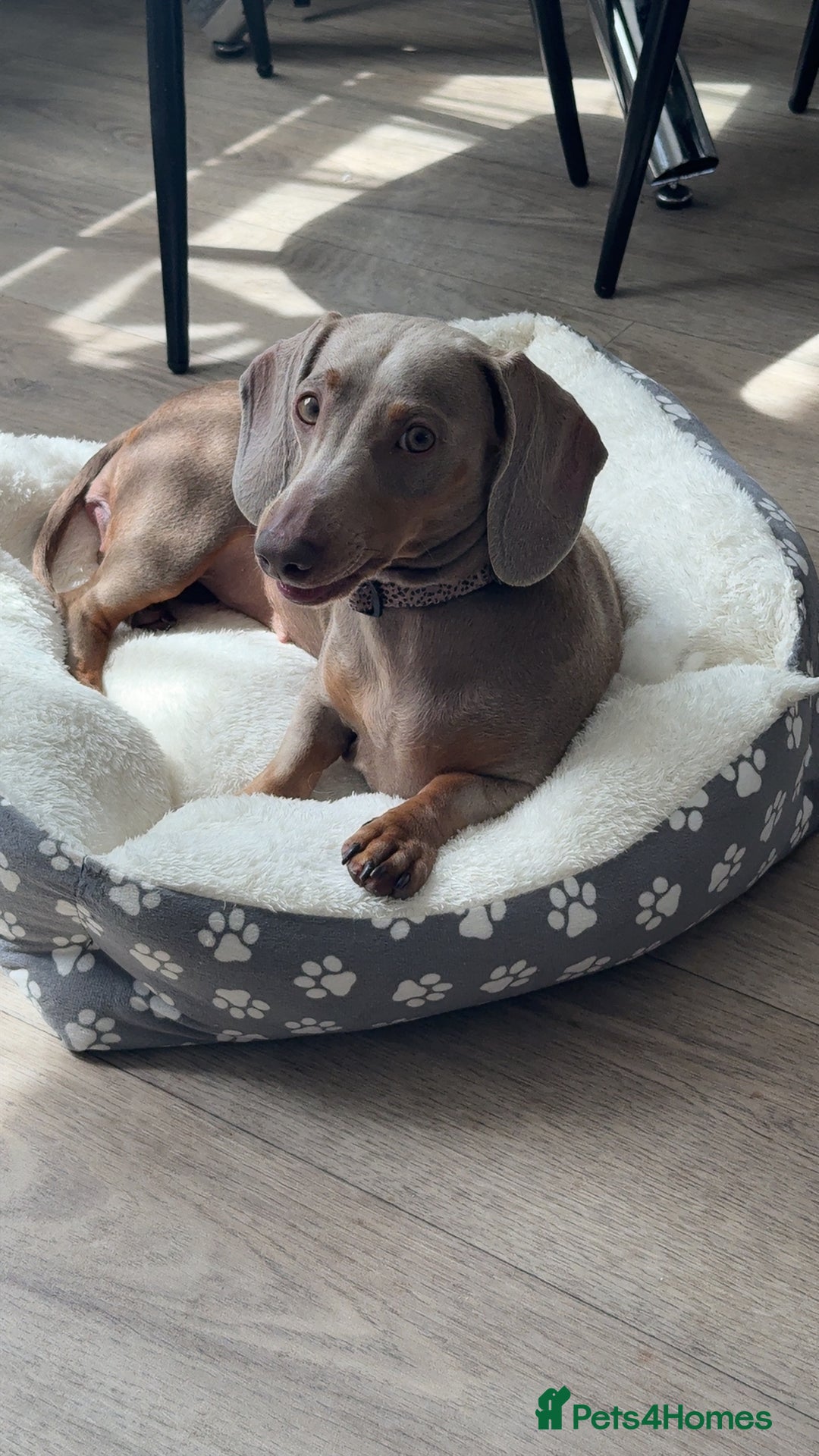 Miniature Dachshund dogs for sale: Loving Home needed for Bleu 💙 - Image 1