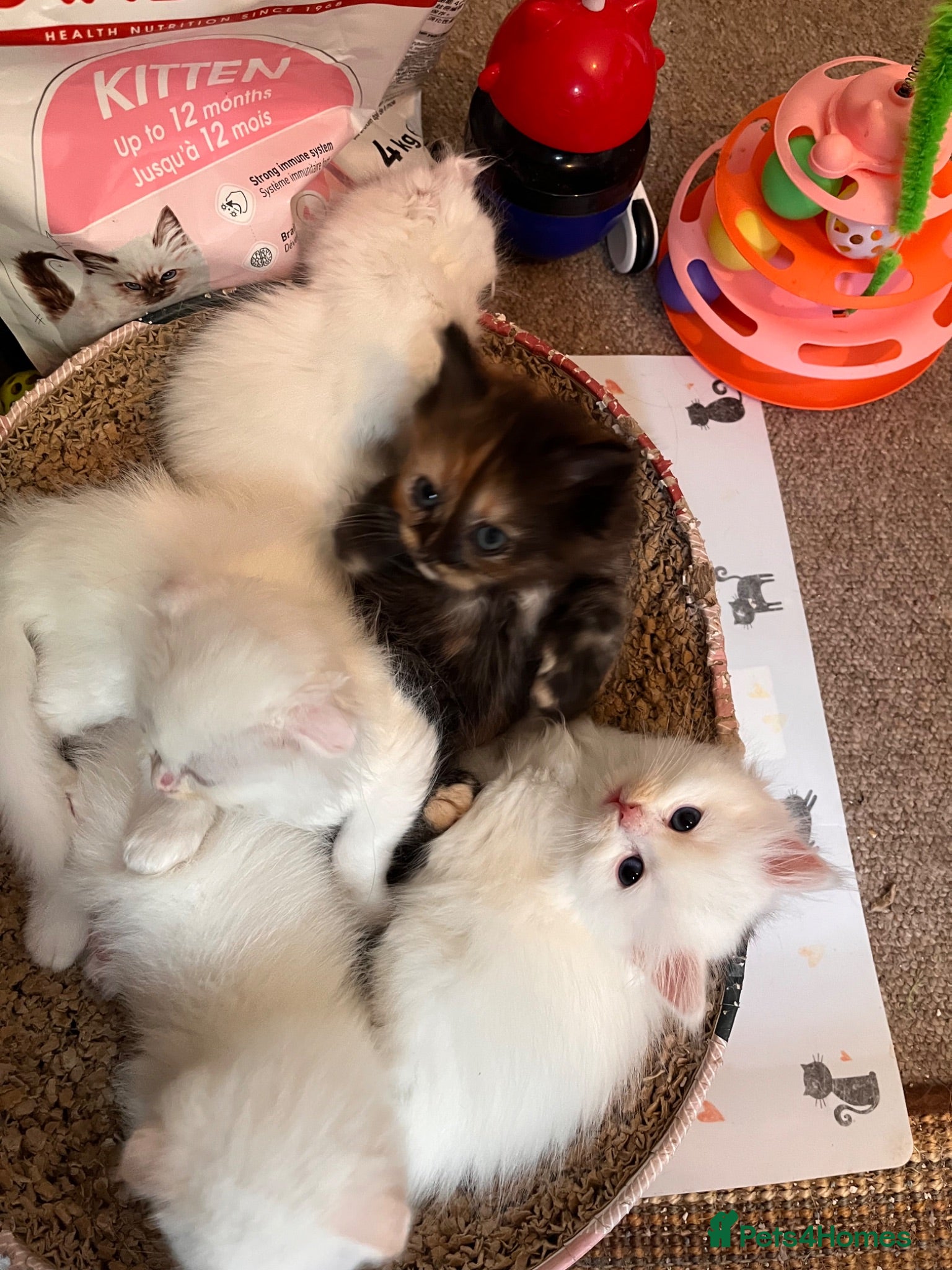 Ragdoll cats 🌟 Stunning half Ragdoll Kittens READY TO GO 🌟 - Advert 2
