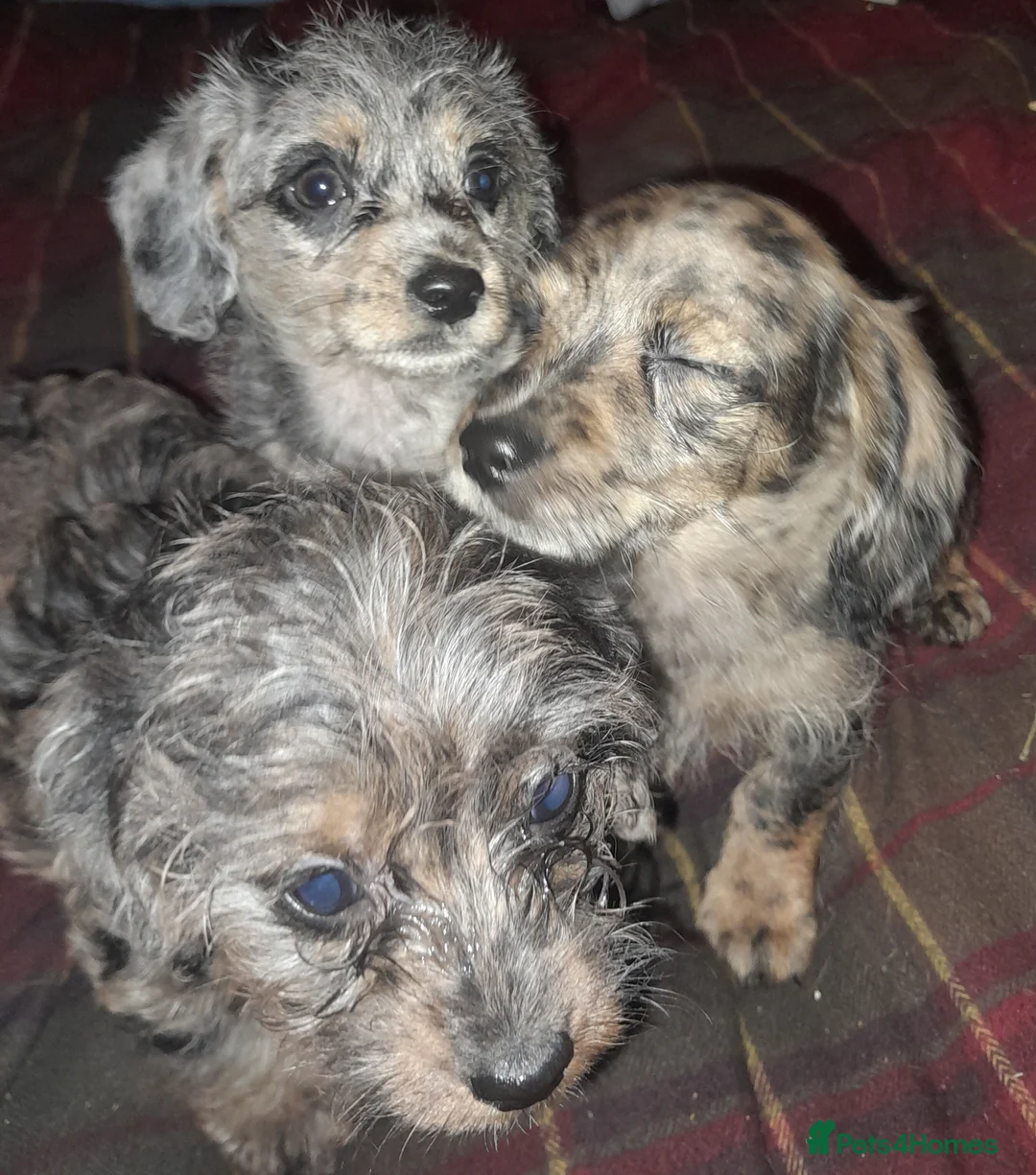 Doxiepoo dogs for sale: Toy Poodle x miniature dachshund - Advert 1