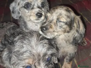 Doxiepoo dogs Toy Poodle x miniature dachshund - Advert 10