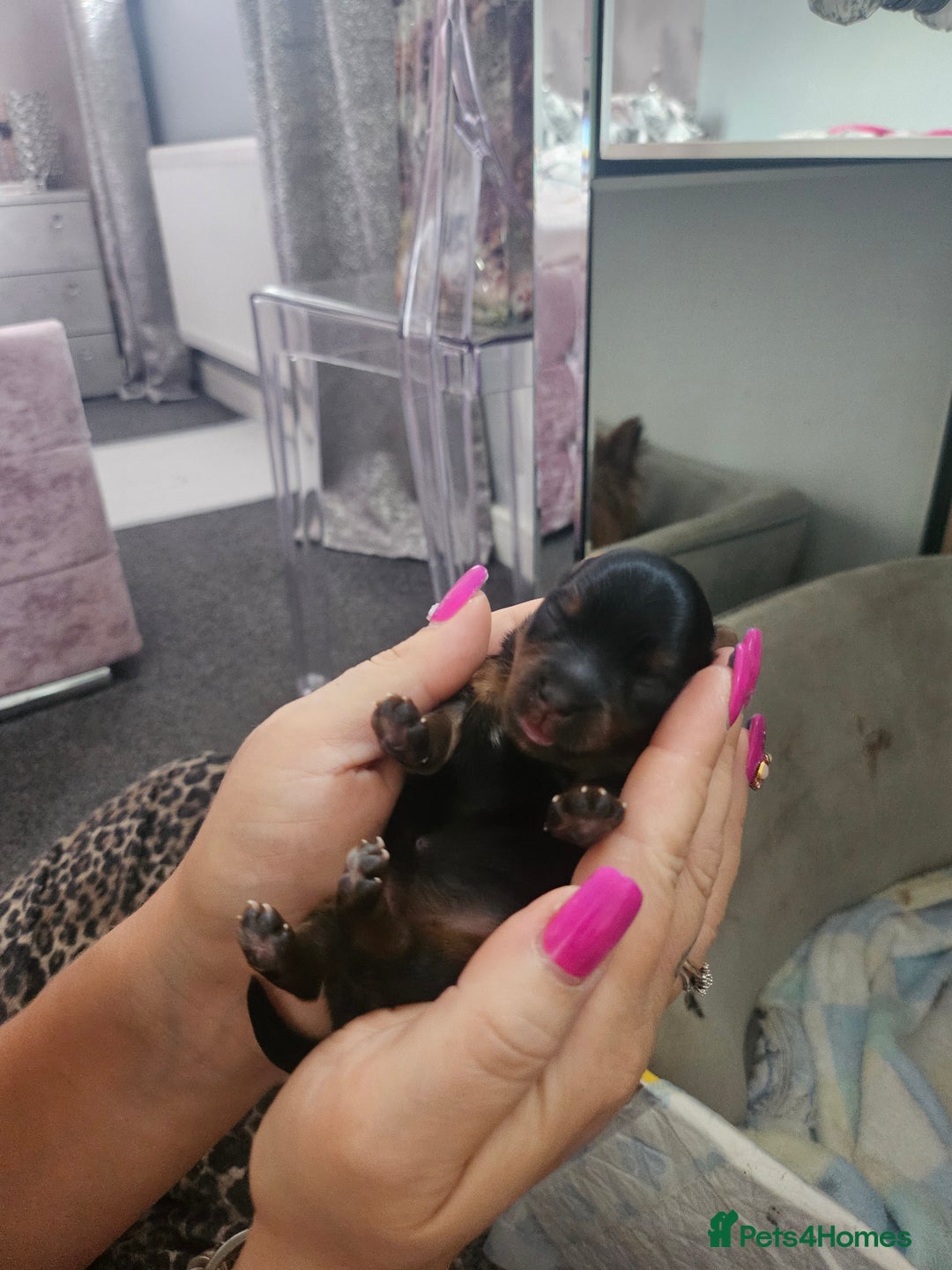 Yorkshire Terrier dogs for sale: Yorkshire terrier (miniature) - Image 10