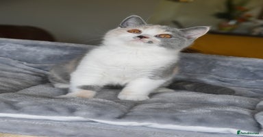 British Shorthair cats - Advert 6