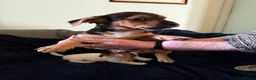 Jack Russell dogs for sale: Rough haired Jack Russell  in Burnley - Advert 6
