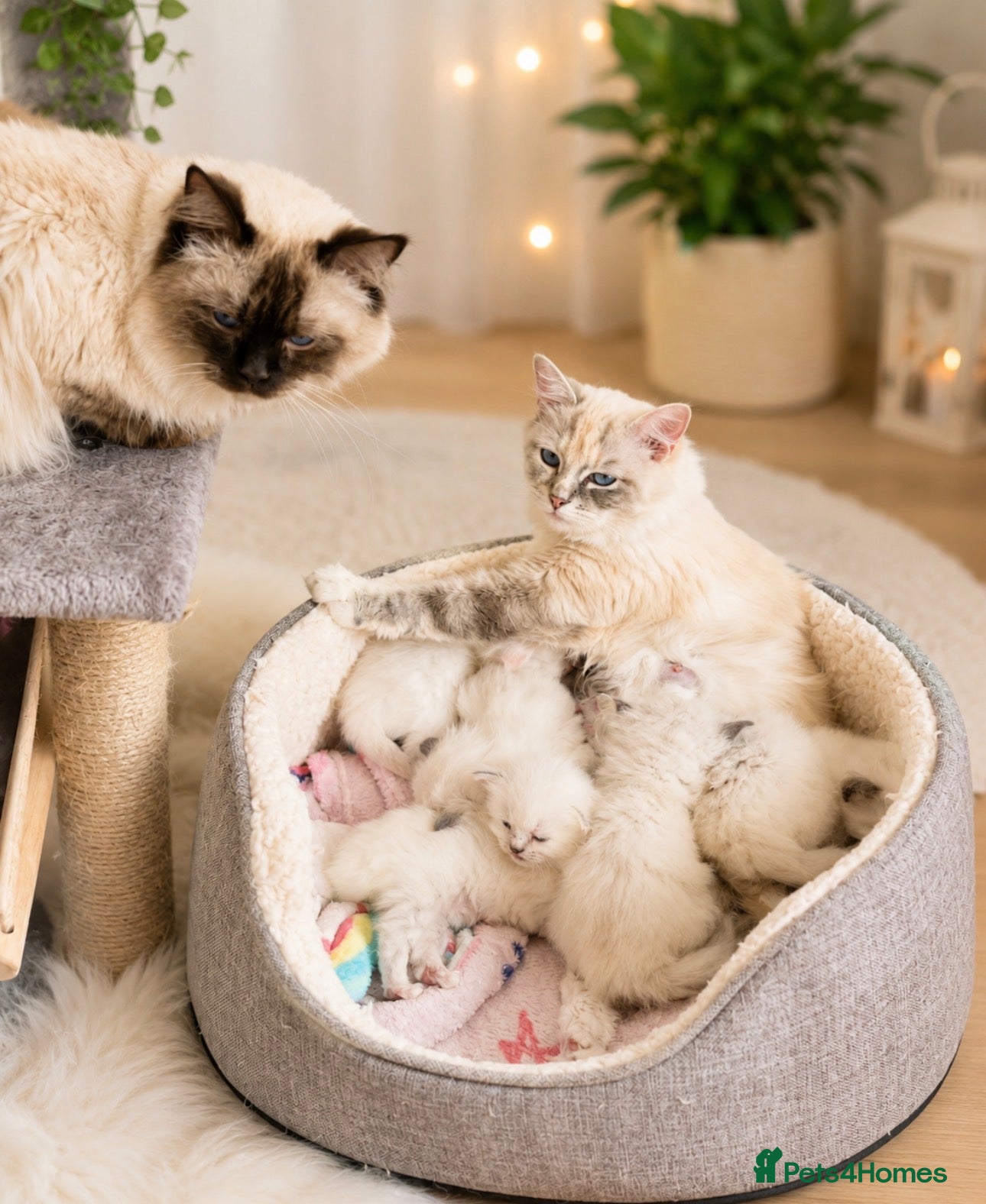 Ragdoll cats Ragdoll kittens champion breed GCCF show quality  - Advert 2