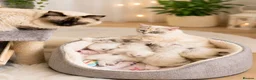 Ragdoll cats for sale: Ragdoll kittens GCCF champion breed show quality  - Advert 1