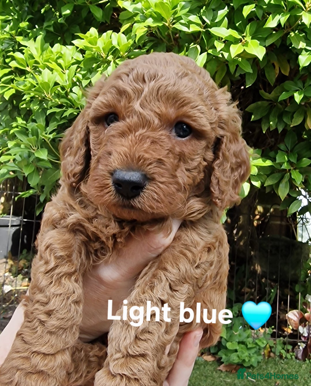 Cavapoochon dogs for sale: F1b Cavapoochon Puppies – 3 Boys Ready to Reserve - Image 11