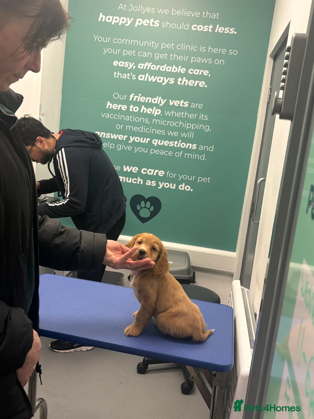 Cocker Spaniel dogs for sale: Stunning red cocker spaniels  - Advert 4