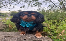 Cavalier King Charles Spaniel dogs for stud: KC-Health tested Cavalier King Charles Stud in Doncaster - Image 4
