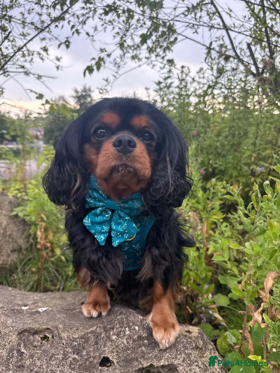 Cavalier King Charles Spaniel dogs for stud: KC-Health tested Cavalier King Charles Stud in Doncaster - Advert 4