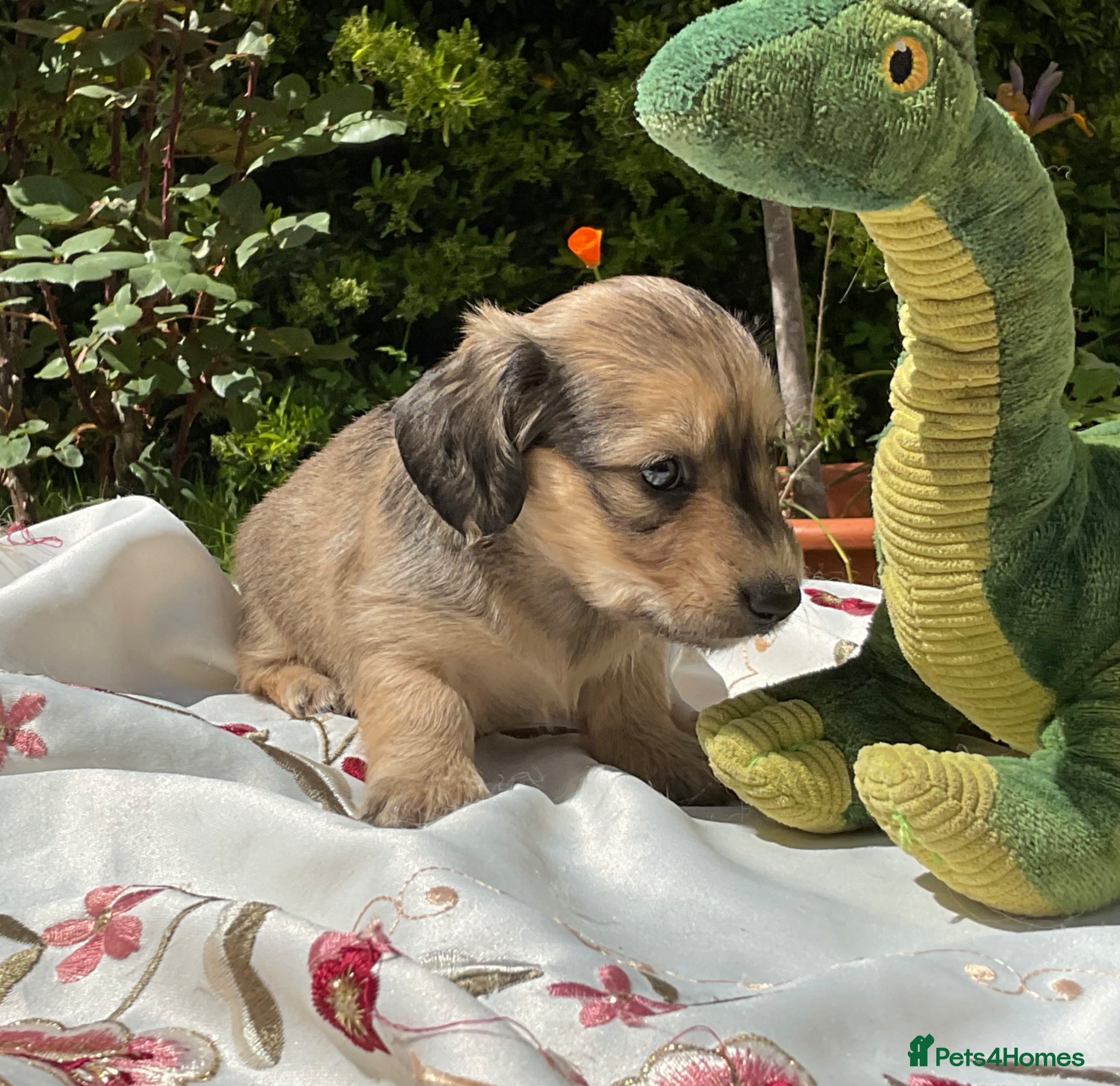 Miniature Dachshund dogs for sale: GORGEOUS KC reg PRA CLEAR MINI DACHSHUND PUPPIES - Advert 1