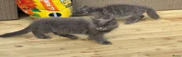 Maine Coon cats for sale: Two blue purebred Maine Coon boys ready - Advert 7