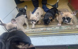 French Bulldog dogs for sale: French bulldog - Image 24