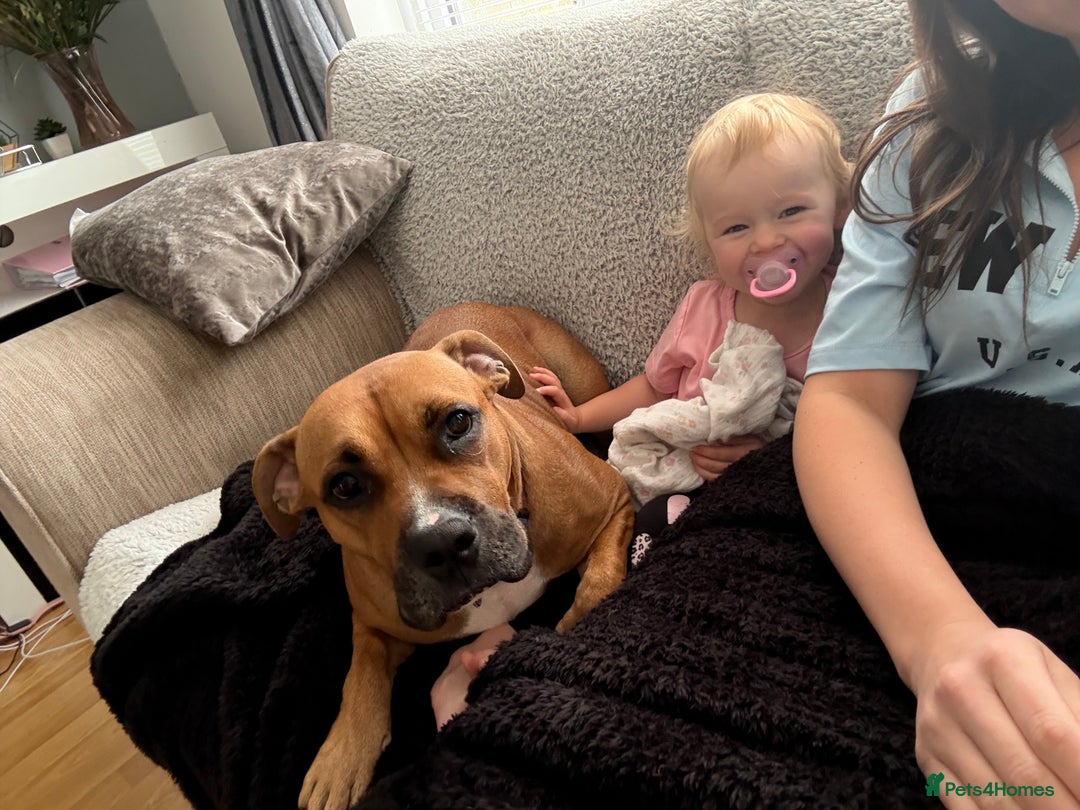 Mixed Breed dogs for sale: Scarlett  - Image 7