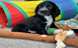 Cocker Spaniel dogs for sale: Handsome cocker spaniel boys - Image 6