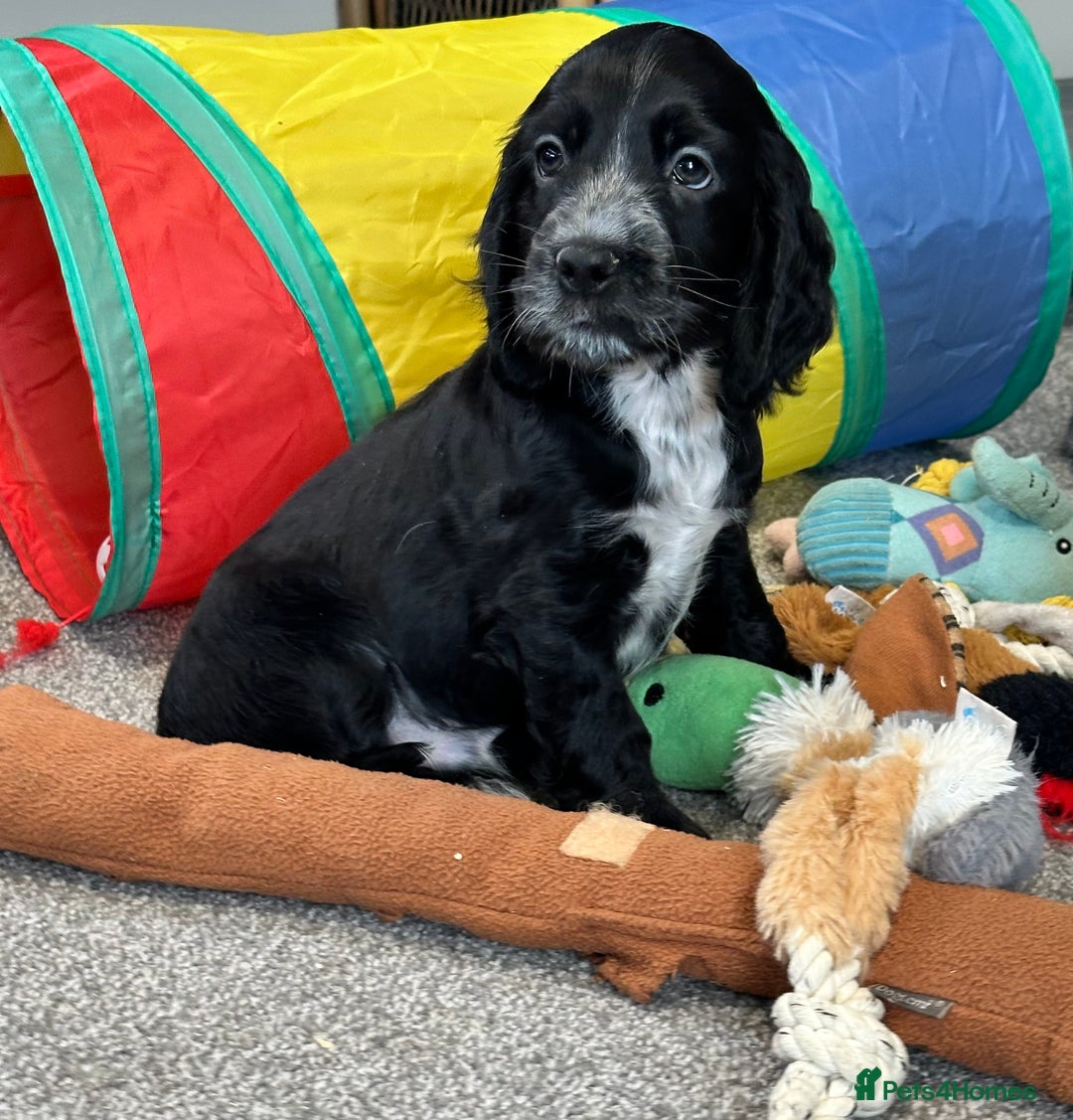 Cocker Spaniel dogs for sale: Handsome cocker spaniel boys - Image 6
