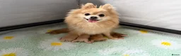 Pomeranian dogs for sale: OUTSTANDING TINY POMERANIAN PUPPIES 🐾 - Advert 9