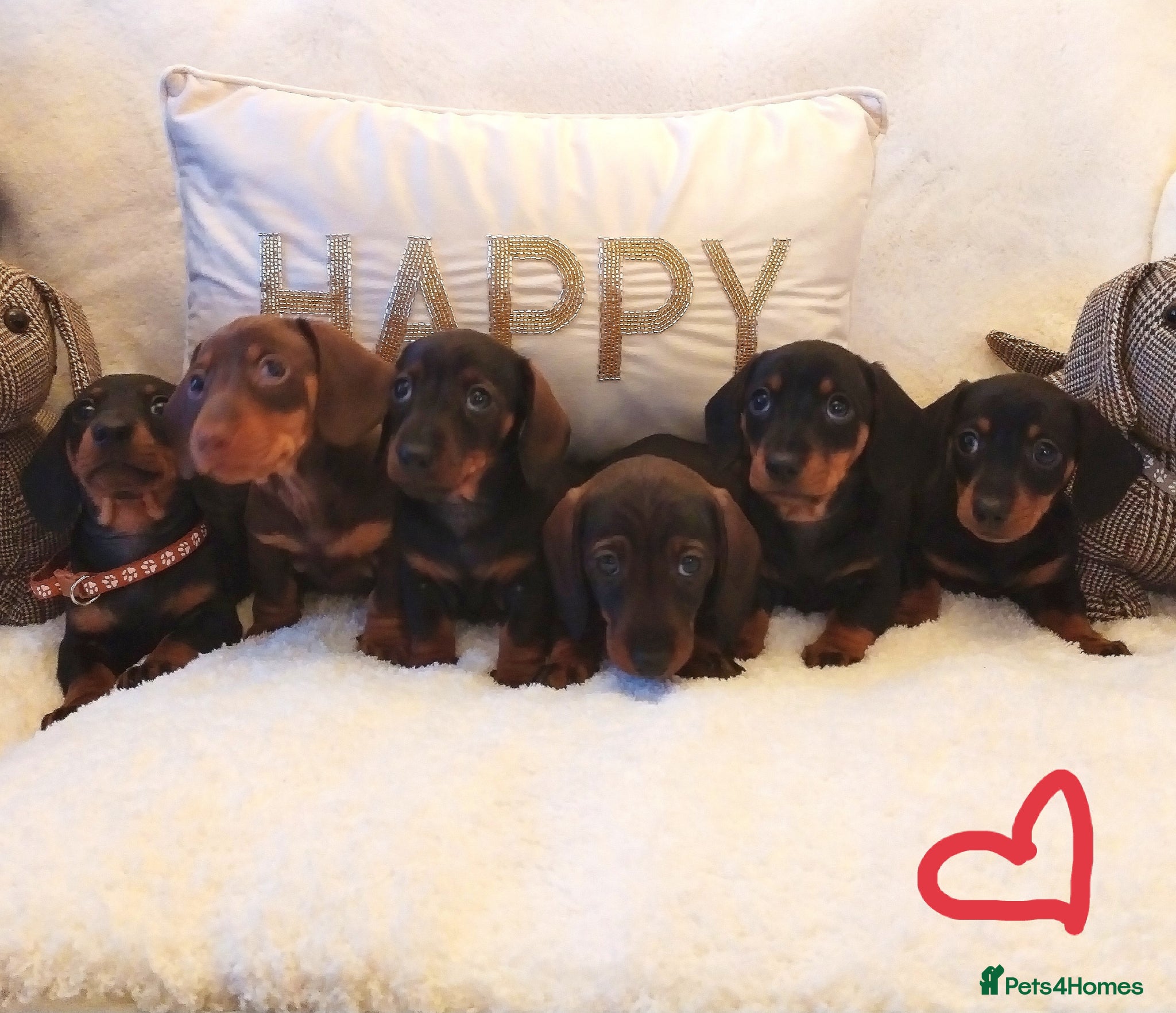 Miniature Dachshund dogs Mini dachshund  - Advert 6