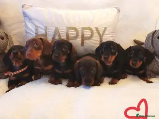Miniature Dachshund dogs Mini dachshund - Advert 6