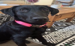 Labrador Retriever dogs for sale: Female black lab  - Image 5