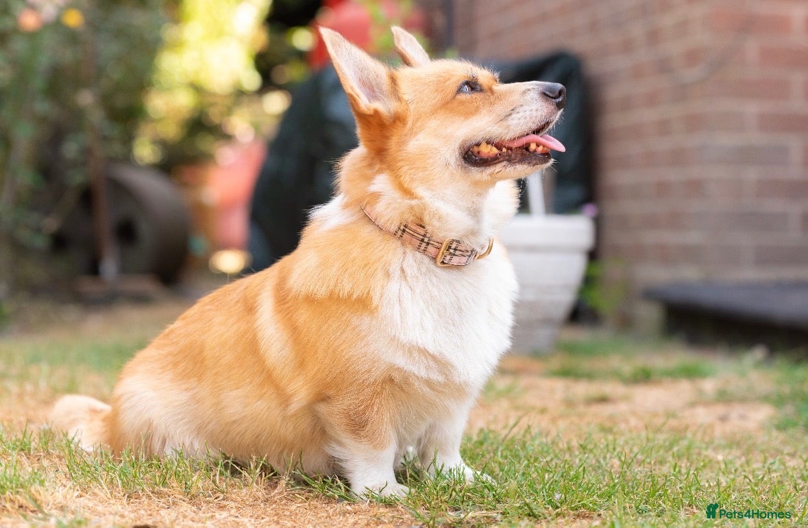 Welsh Corgi Pembroke dogs Beautiful Welsh Pembroke corgi female  - Advert 1